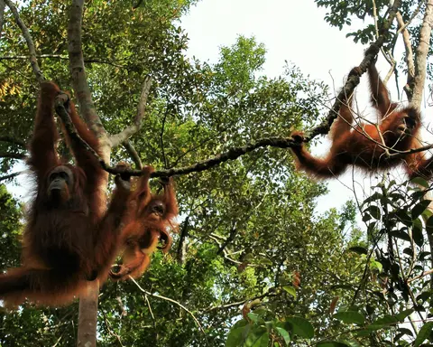 Orangutan Adventure Tanjung Puting