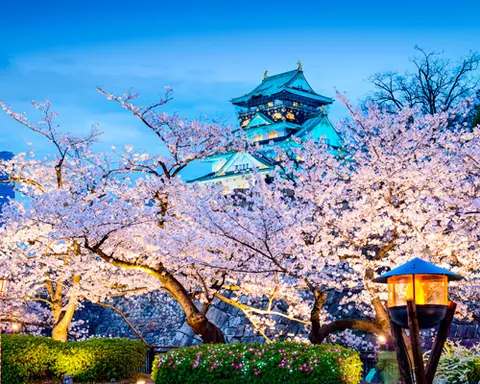 Immersion au Japon