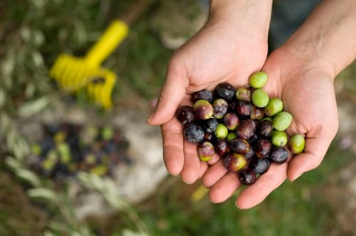 Explore Istria y Dalmacia en 8 días, Conducción por cuenta propia