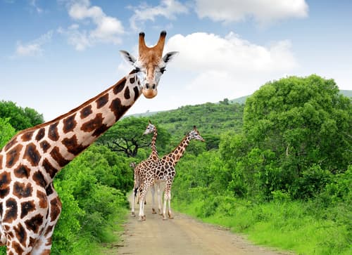 Lo más destacado del Parque Kruger