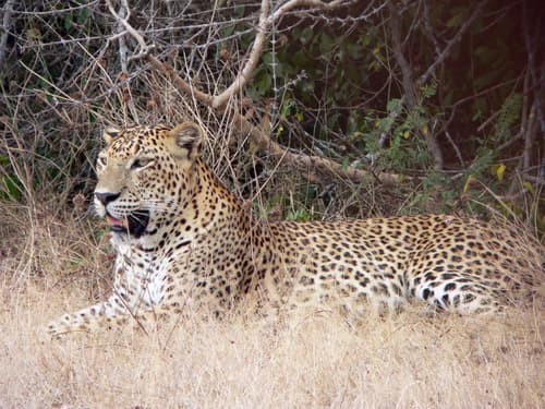 Leopards and Endemic Birds of Sri Lanka