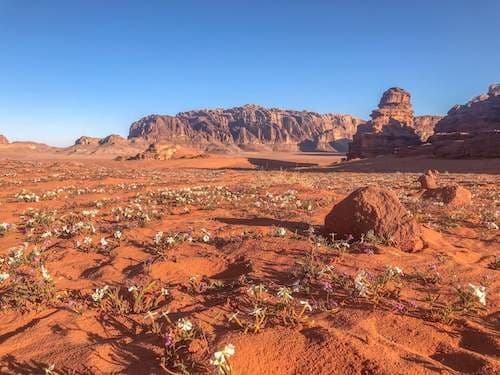 Alla scoperta della Giordania (arrivo ad Amman) - Hotel 5 Stelle (Partenza Venerdì o Lunedi)