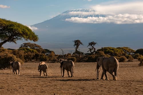 Safari Rasharasha