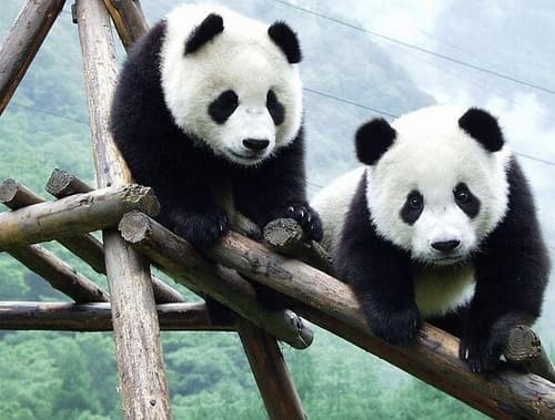 Gran Cina con Chengdu e Zhangjiajie