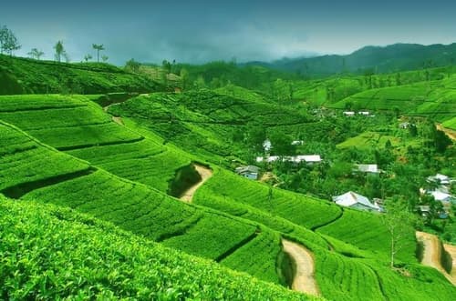 Tour privato Srilanka 7 notti