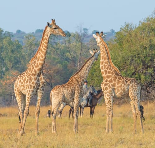 Sudafrica: safari a cavallo nel Waterberg
