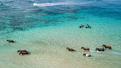 Indonesia: The warrior spirit of the people who revere horses.