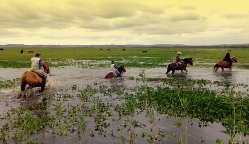 Uruguay: le terre selvagge dei Criollos