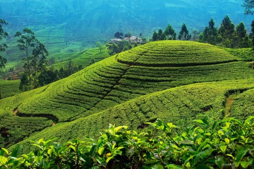From Misty Hills to Golden Shores - 06 Days  - 05 Nights  Package