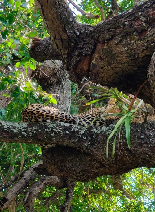 The Shosholoza Latam Special - Llegada Domingo