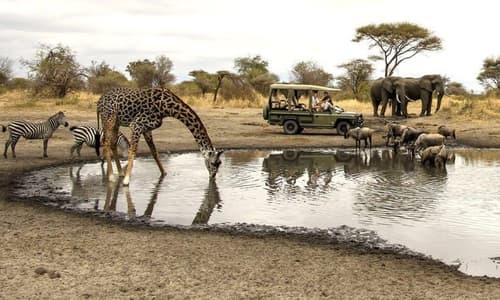 Safari KST 514 – Serena