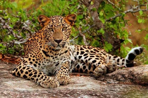 Tour privato in Srilanka di 8 giorni incluso Yala Park