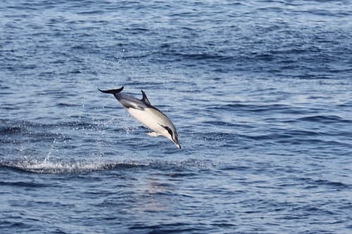 San Miguel: La Isla de las Ballenas - Self Drive