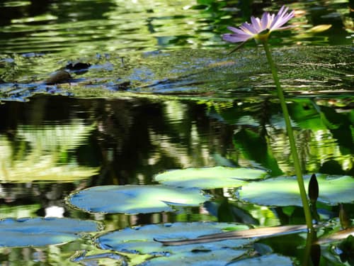 Kilauea Hospitality Group (Chalet Kilauea Hotel or Lokahi Lodge or Volcano Hale), 