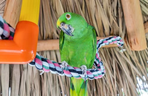 Best Western Plus Beach Resort, Reception