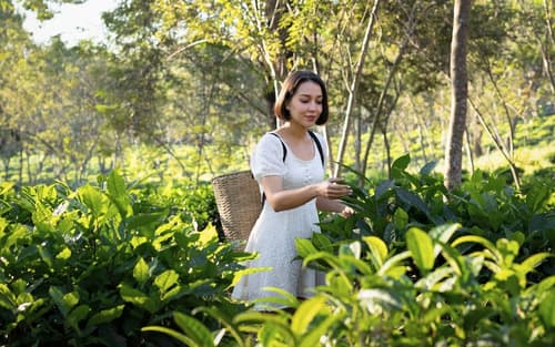 Dusit Princess Chiang Mai, Ecotours