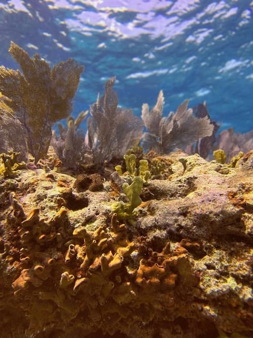 Bayside Inn Key Largo