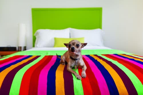 The Saguaro Palm Springs, Room