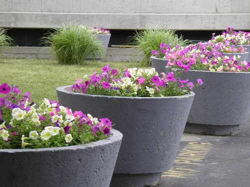 Quality Inn & Suites Downtown Windsor, Garden