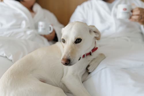Hôtels Gouverneur Trois-Rivières