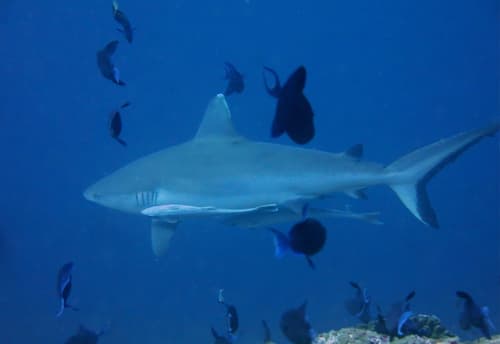 Vaali Maldives Island Escapes & Dive