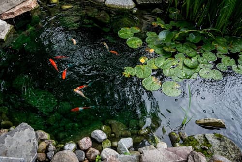 The Secret Garden B&B Inn, Garden view