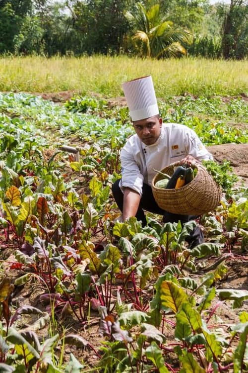 Sigiriana Resort by Thilanka, Ecotours