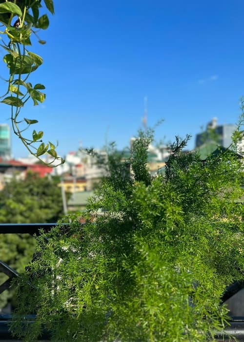 Lanha Hotel-Homestay, Courtyard