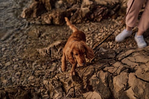 Malinska Green Apartments