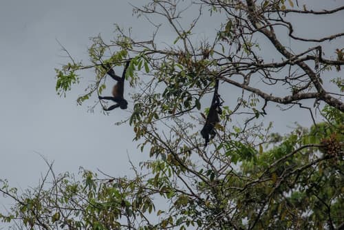 Hotel Pura Natura Beachfront Tortuguero, Point of interest