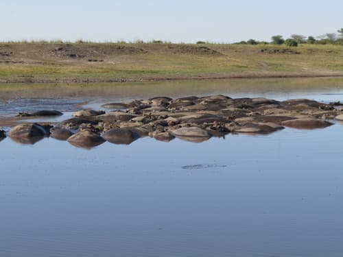 Destiny Blo Inn, Game viewing