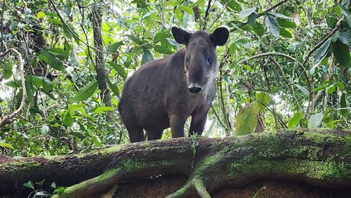 Ventanas en Corcovado, Hiking