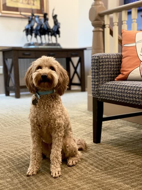 Hotel Arvon, Reception