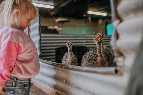 AfriCamps Klein Karoo, Safari