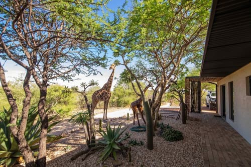 Windhoek Game Camp, Reception