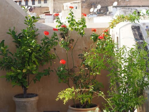 Dar Attajalli, Terrace/patio