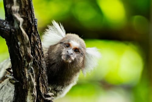 Xamã Senses - Hotel Pousada, Room