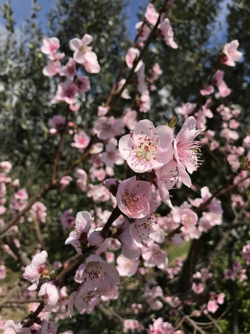 Bed & Breakfast Cilento, Exterior