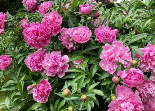 Stiegl Scala Hotel, Garden