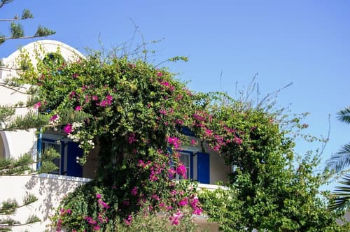 Paradise Resort, Garden