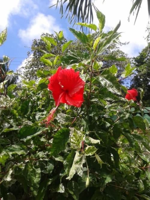 Palm Beach Hotel, Property grounds