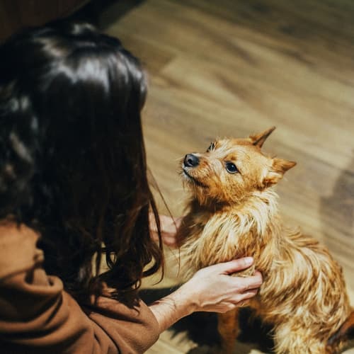 Petit Palace Plaza España, Pet-friendly