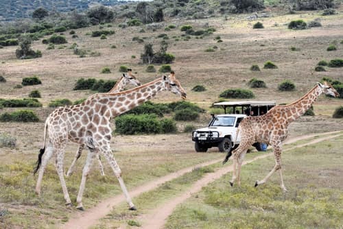 Zuurberg Mountain Village, Game drive