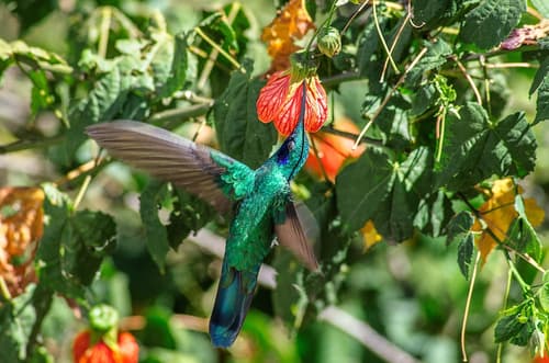 Hotel Taypikala Cusco, Garden