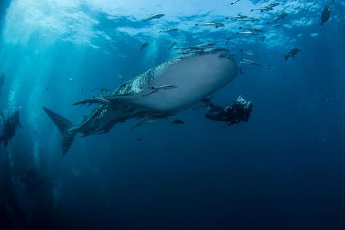 Carabao Diving Koh Tao