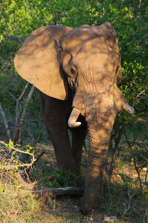 Parsons Hilltop Safari Camp, Safari