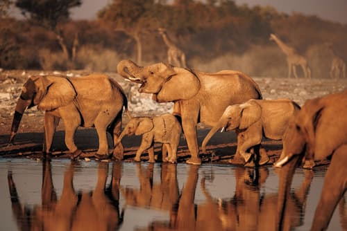 Mokuti Etosha