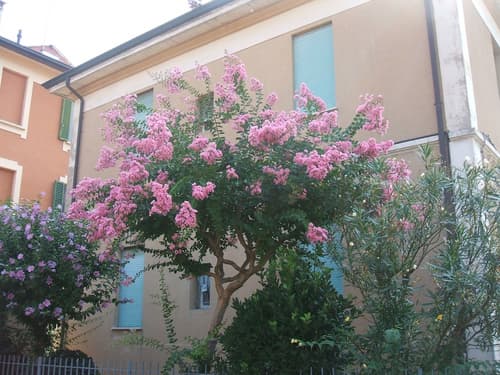 B&B Accorsi, Primary image