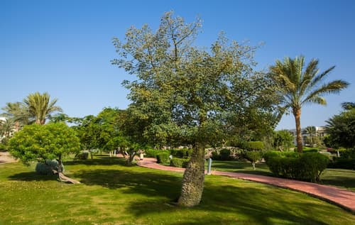 Aurora Oriental Resort Sharm El Sheikh, View from property
