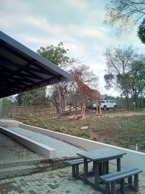 Hazyview Buffalo Game Lodge